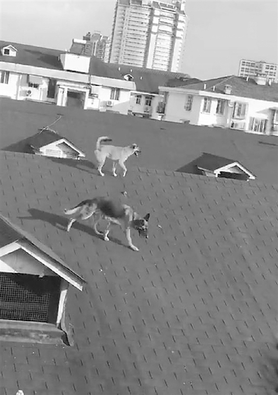 居民楼顶上养狗夏天气味难闻 城管:也是第一次遇到