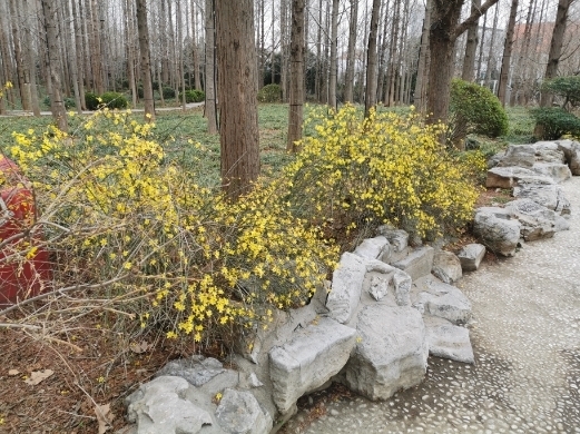 “疫”将去，春可缓缓归矣 快来学习今年踏春攻略