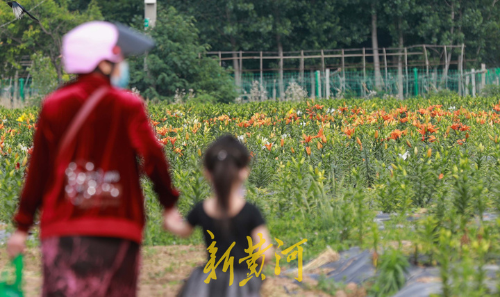 百合花海即将盛开，端午时节来赏花吧