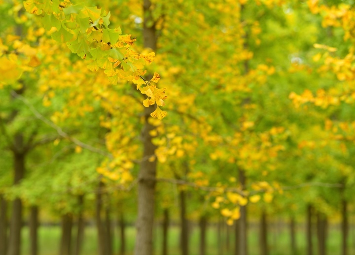 气温明显下降，济南黄河千亩银杏林将迎最美时节