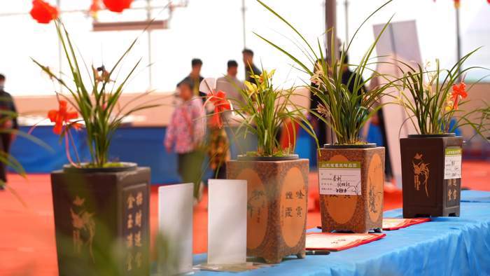 幽幽兰香，争奇斗艳！千盆精品兰花竞相绽放省兰博会