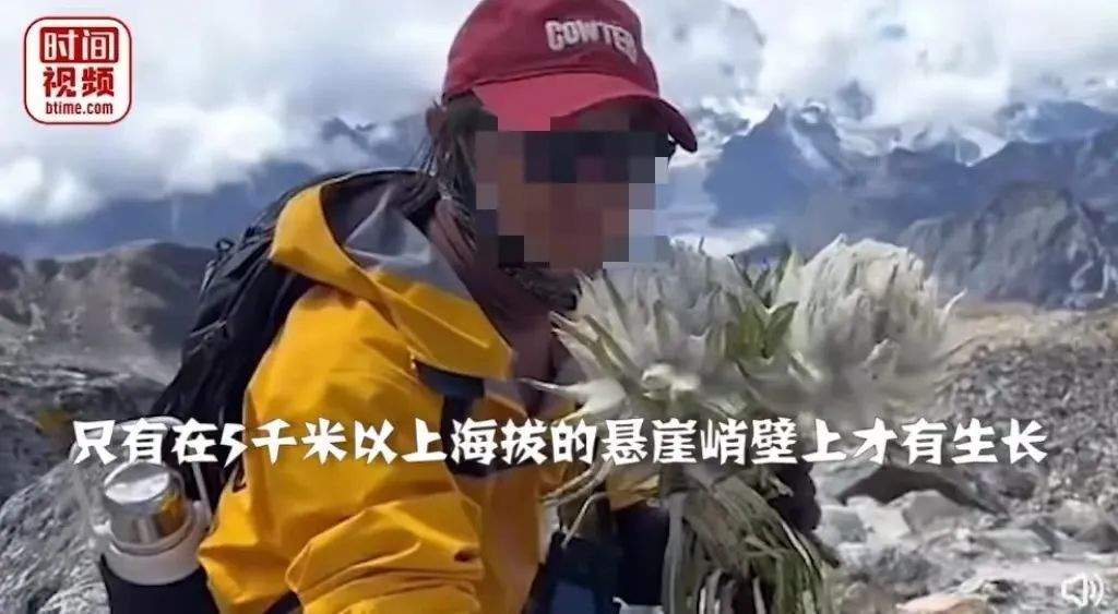 博主采到“雪莲花”还拍视频炫耀？当地回应