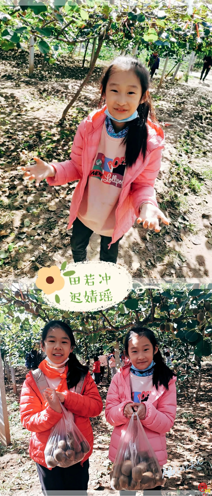 山师附小2018级6班猕猴桃采摘研学活动纪实（稿件有视频，麻烦编辑同事将视频置于链接处）