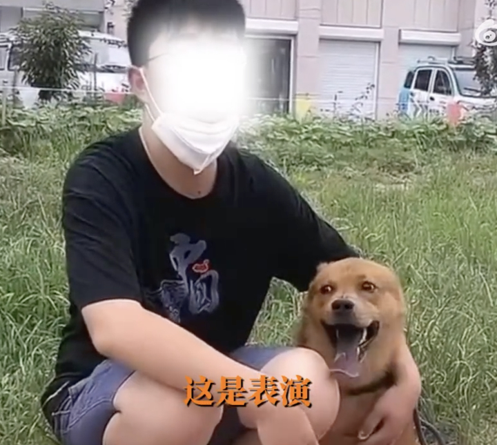 网红“委屈小狗”主人回应用针虐狗：衣服褶皱是因为太大，不是藏了针