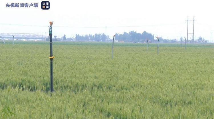 小田垄藏大粮仓！山东肥城推行“减垄增地”促增收