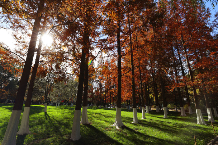 诗境感拉满！泉水叮咚鱼儿欢 色彩斑斓如画卷
