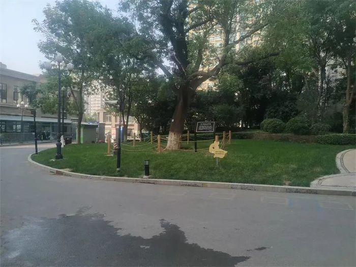 古槐、古皂荚、古榆、古银杏，2023年济南添20处“古树保护园”