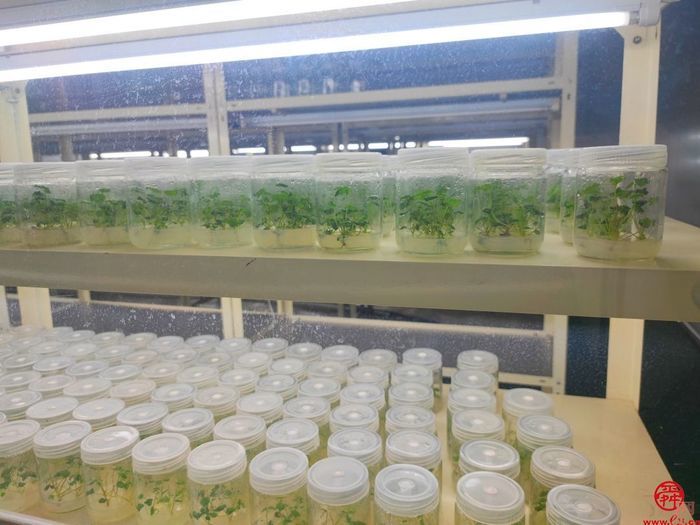 历城草莓又厉害了！济南泉心正培育开“芯”局的种苗