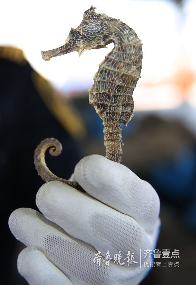 藏了1.28吨濒危生物！青岛查获全国最大海马干走私案