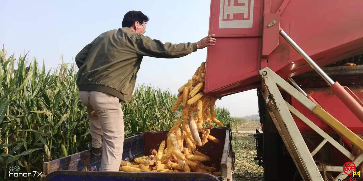 济南市长清区归德街道7万亩夏玉米喜获丰收 开始收割