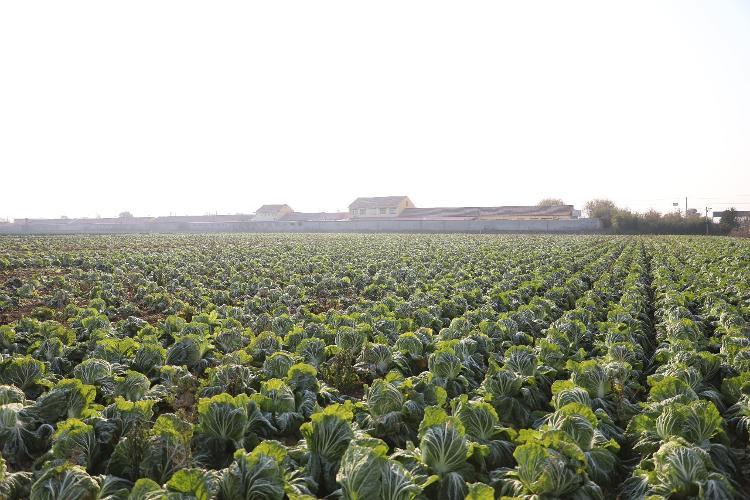 这就是山东丨胶州大白菜上台“比美” 棵棵都有“身份证”