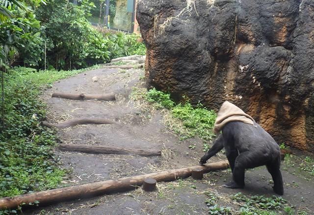 母猩猩一下雨就把麻袋披头上 网友惊呼：进化了！