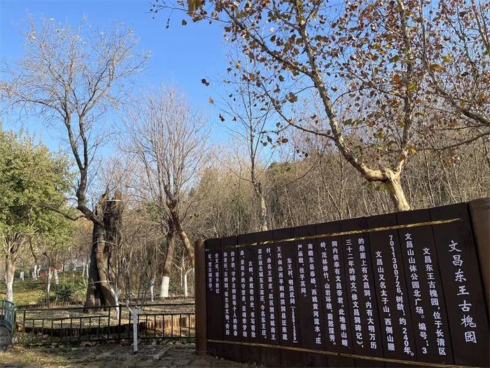 古槐、古皂荚、古榆、古银杏，2023年济南添20处“古树保护园”