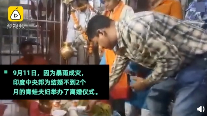 【罕见】印度水塘出现黄色青蛙怎么回事?雄蛙求偶会变色吸引雌蛙