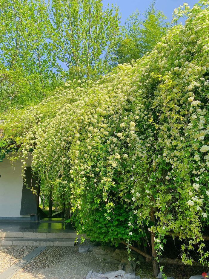 四月来济南一起走花路！打卡赏花路线get