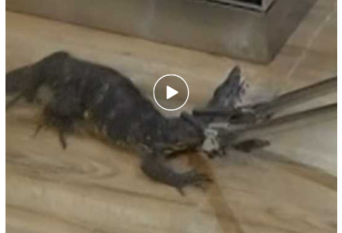 惊喜!海南一居民家中出现五爪金龙 属一级重点保护野生动物