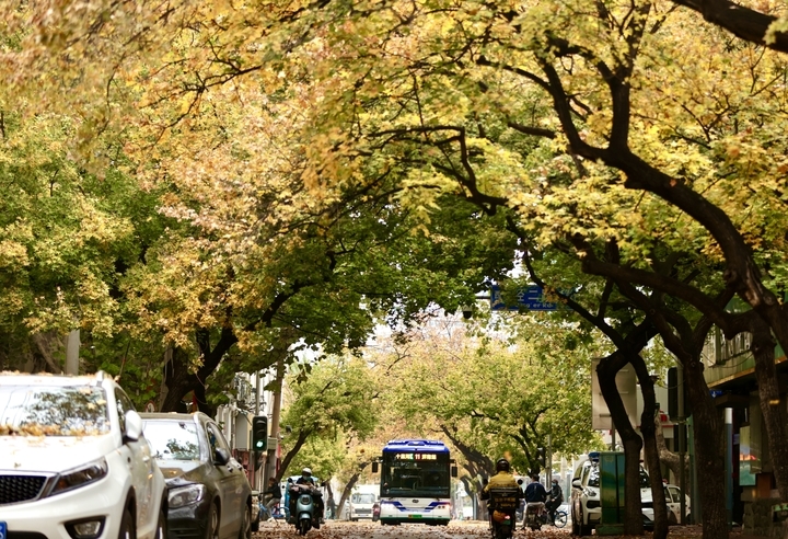 寒潮来袭 雨打落叶满地金 济南这里风景独好