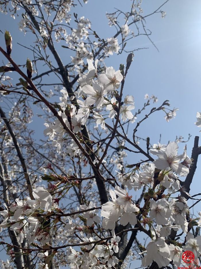 陌上春来，一起来官庄看花开成海