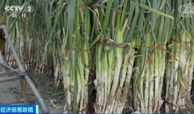 咋回事?山东大葱价格腰斩 