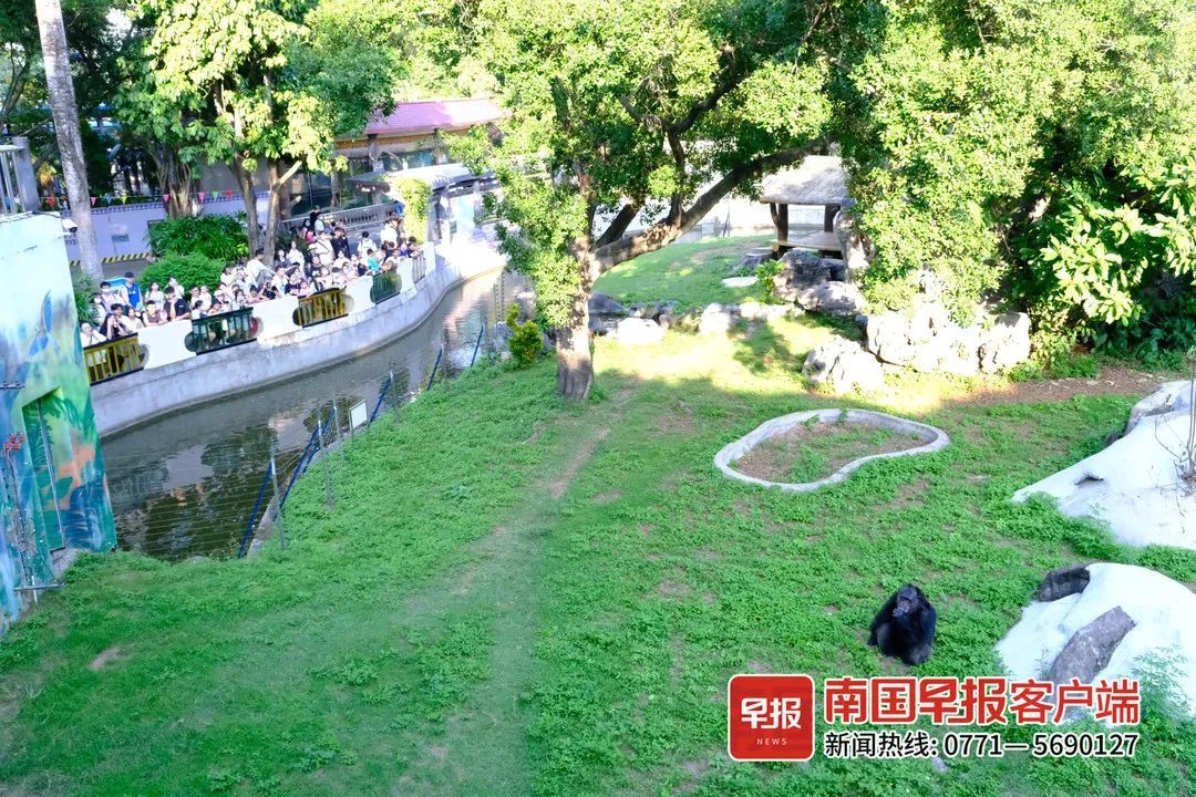 扔草皮、沙子，广西两只发飙的猩猩火了！园方却说……