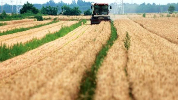 山东麦收已近六成，枣庄临沂日照已基本收完