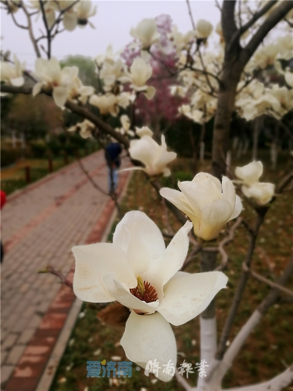 赏花防疫两不误！今天济南15个公园风景区共接待游客19150人