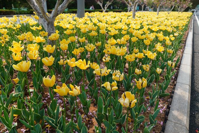 四月来济南一起走花路！打卡赏花路线get