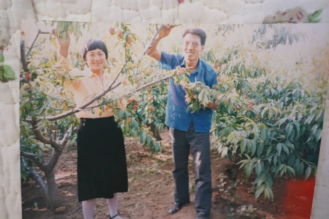 寿光蔬菜与韩师傅的故事