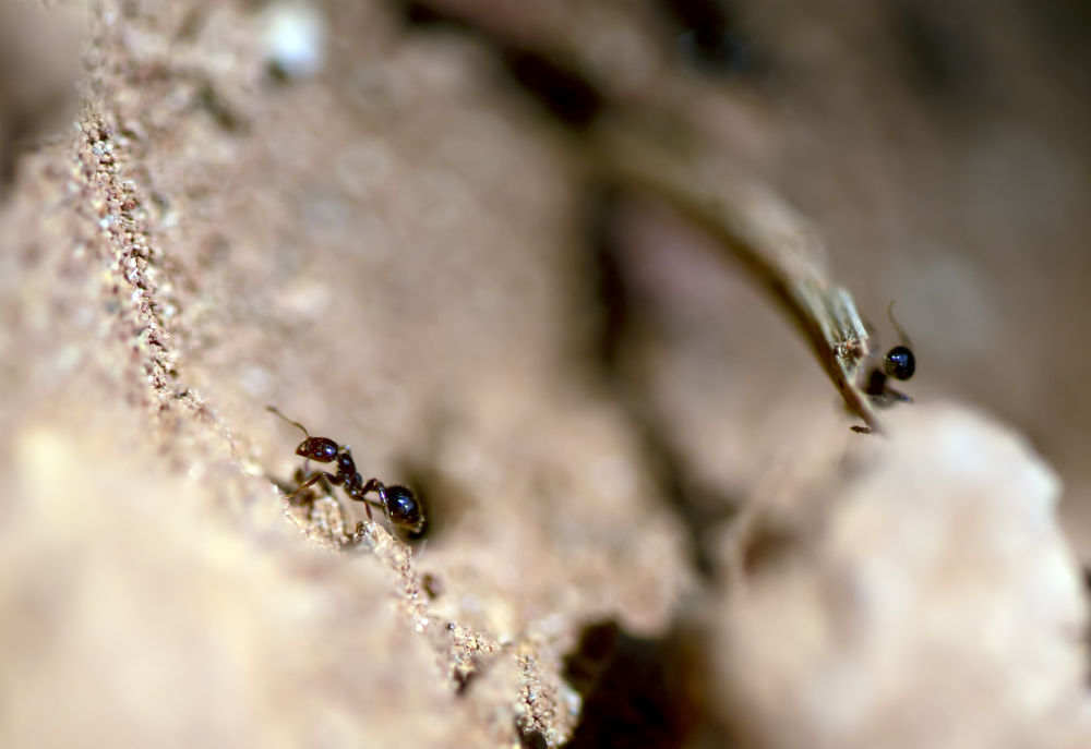 这些外来入侵物种需警惕!