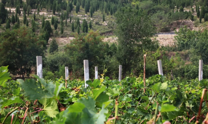 百名青年及记者走基层丨归德寻农记：炎炎夏日快来尝尝神仙葡萄