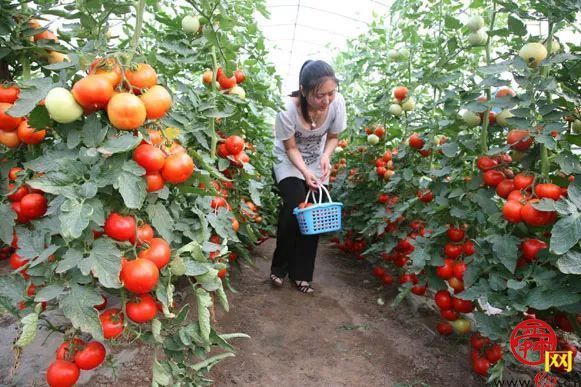 露营＋烧烤＋采摘随意搭配，“玩荒”被泉水人家治好了