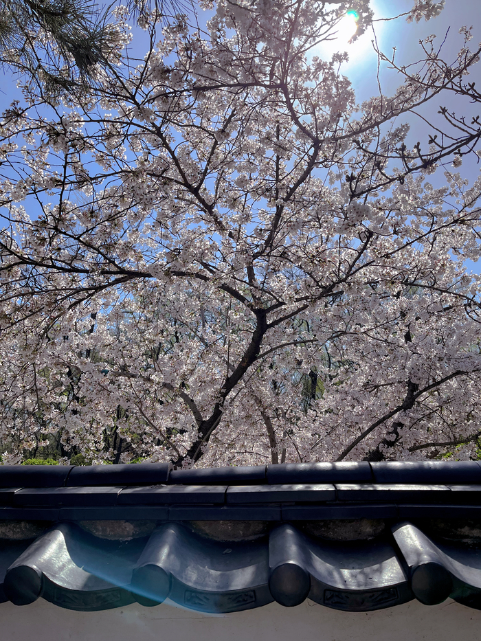 春暖花开！“种草”济南市区网红赏花点