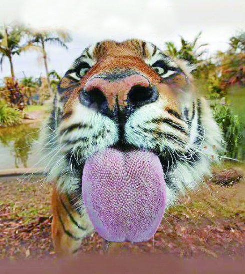 中国野生虎仅剩70多只