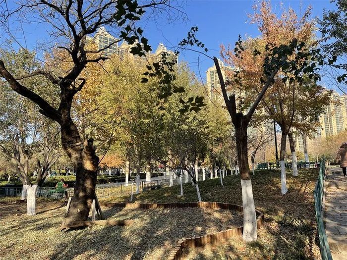 古槐、古皂荚、古榆、古银杏，2023年济南添20处“古树保护园”