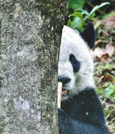 大熊猫“贝贝”：家乡菜和家乡话咋适应？