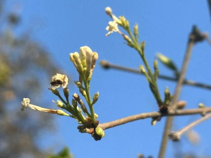奇！这里的丁香反季含苞吐蕊