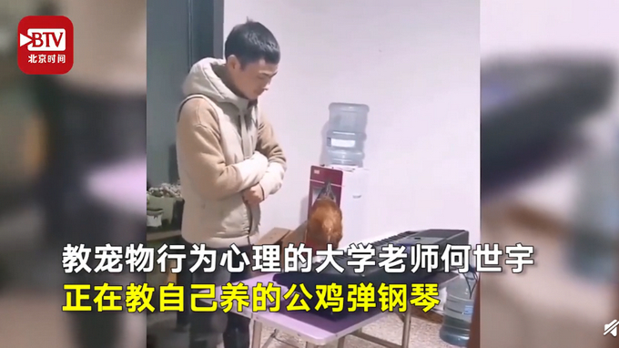 厉害了！大学老师训练公鸡弹琴：会弹《童话》和《我和我的祖国》