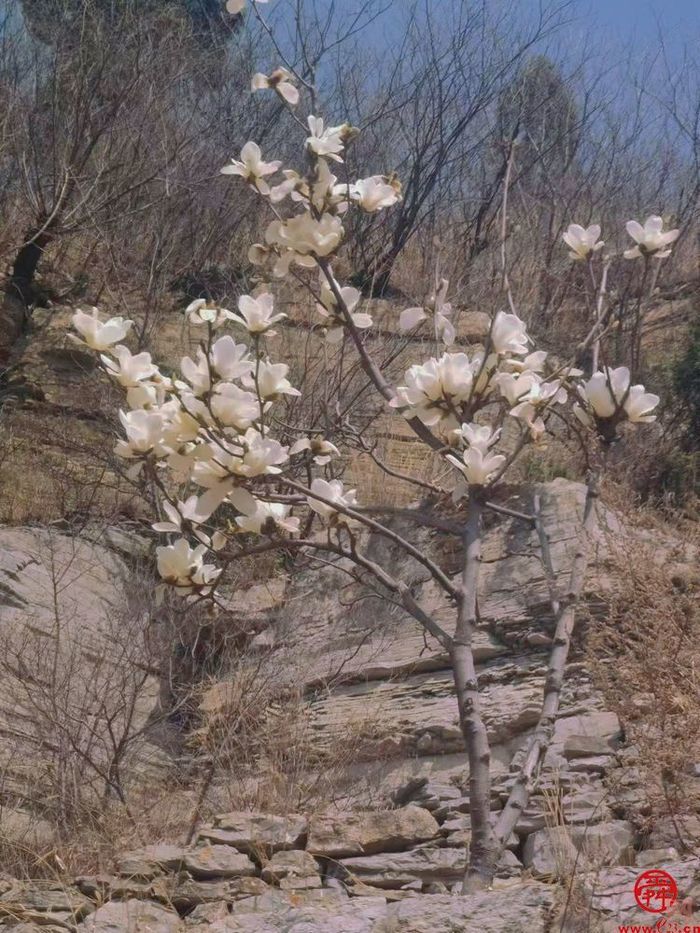 陌上春来，一起来官庄看花开成海