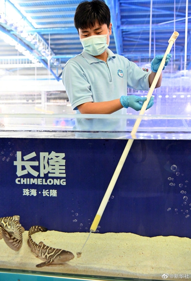 珠海长隆再次成功繁育濒危物种豹纹鲨