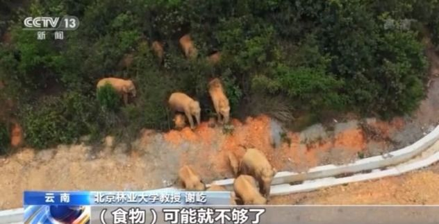 北上野象走出“S”路线 下一站去哪儿？