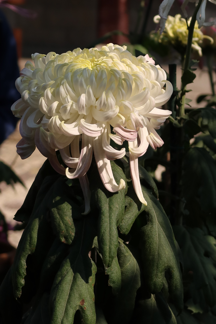 趵突泉不只有“猪鲤”，还有“胖菊”  