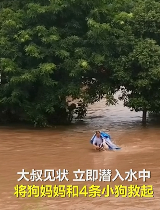 “狗妈妈冲入洪水救小狗”后续：目前被宠物店照顾，已有爱心人士收养