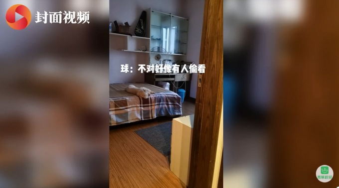 人不如狗！斗牛犬一个月学会滑板还能拐弯 网友：最牛车队