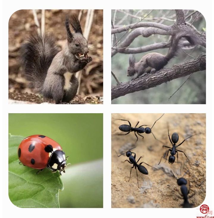 济南生态绿化项目｜“山东省第一绿色生态桥”佛慧山绿道连接桥今年8月底竣工