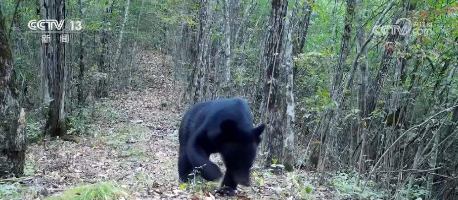 自然和谐！黑熊数量逐渐增多 全员共享绿水青山