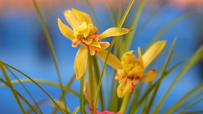 幽幽兰香，争奇斗艳！千盆精品兰花竞相绽放省兰博会