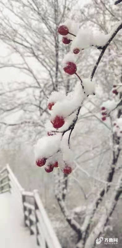 组图｜官宣！山东迎来今冬第一场雪