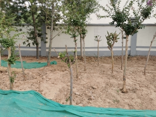 【啄木鸟在行动】日照路、机场西路交叉口西南角渣土裸露