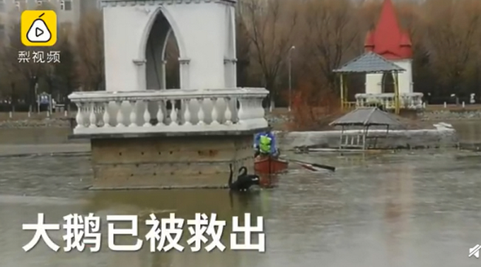 大鹅太难了！哈师大的黑天鹅冻湖上了！划船去救结果船也冻上了！