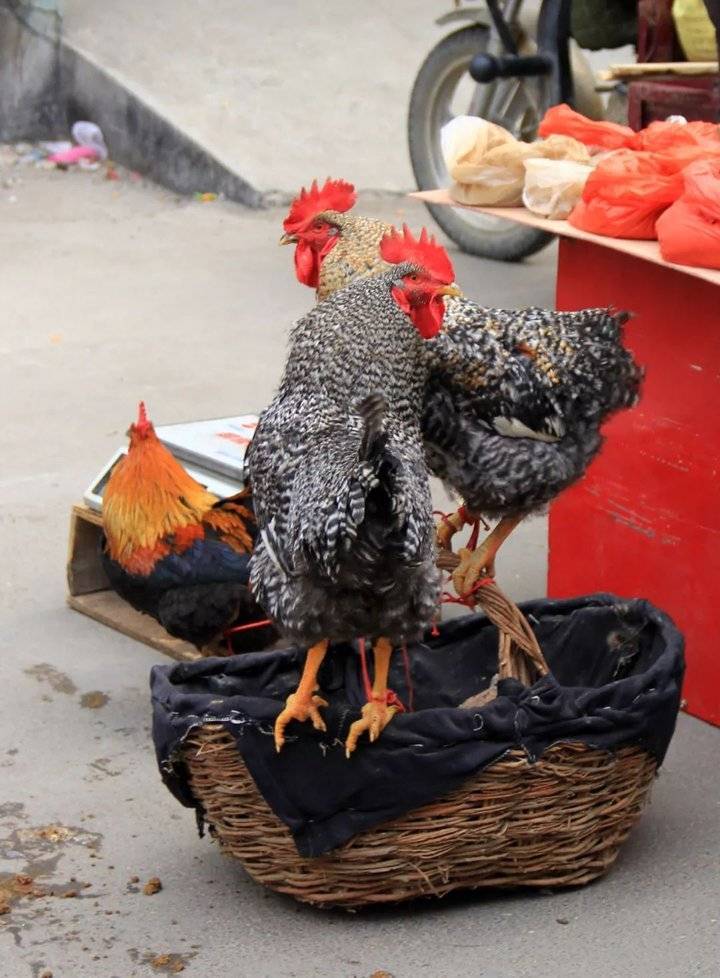 【网络述年】二十七，赶大集！济南这里的年味，怎一个浓字了得！